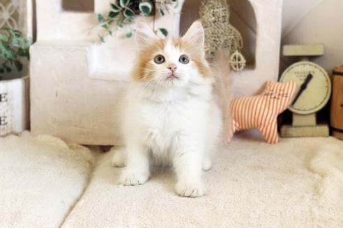 成約済の佐賀県のノルウェージャンフォレストキャット-12742の4枚目