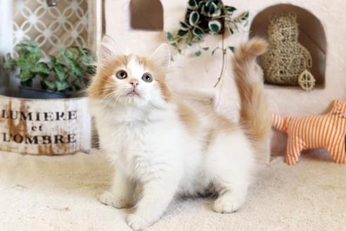 成約済の佐賀県のノルウェージャンフォレストキャット-12742の3枚目