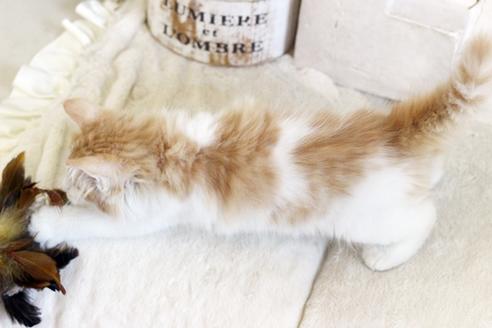 成約済の佐賀県のノルウェージャンフォレストキャット-12742の2枚目