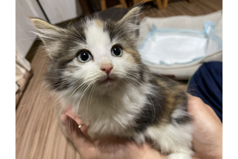 子猫ブリーダーナビ