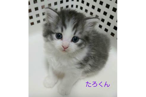 成約済の埼玉県のサイベリアン-12961の1枚目