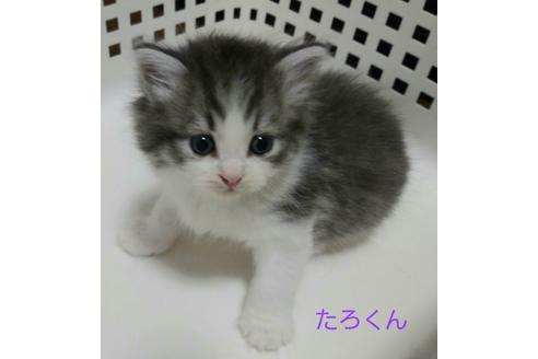 成約済の埼玉県のサイベリアン-12961の2枚目