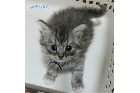 成約済の埼玉県のサイベリアン-12962の1枚目