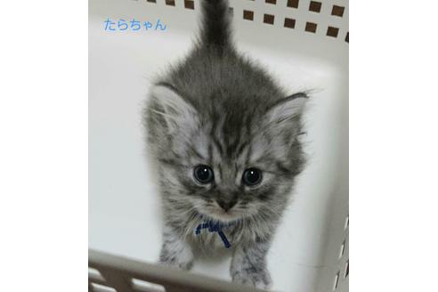 成約済の埼玉県のサイベリアン-12962の2枚目