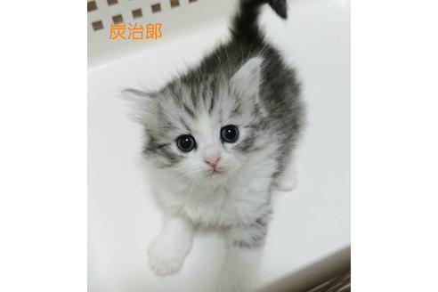 成約済の埼玉県のサイベリアン-12963