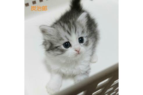 成約済の埼玉県のサイベリアン-12963の2枚目