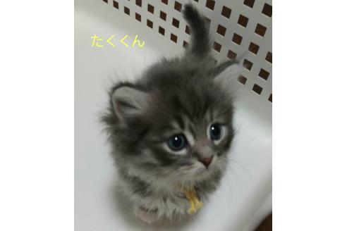 成約済の埼玉県のサイベリアン-12964