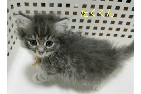 成約済の埼玉県のサイベリアン-12964の2枚目