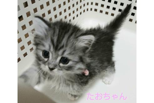 成約済の埼玉県のサイベリアン-12965