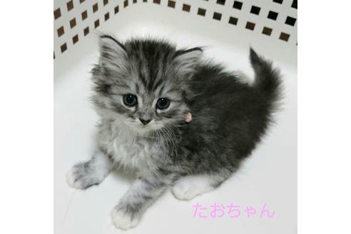 成約済の埼玉県のサイベリアン-12965の2枚目