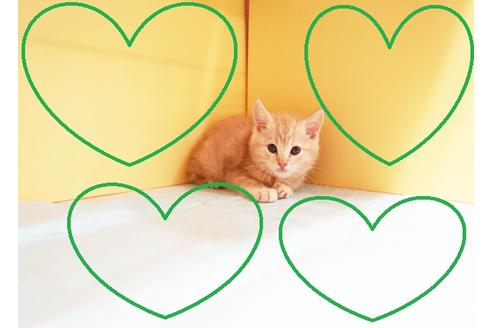 成約済の東京都のアメリカンショートヘア-12980の1枚目