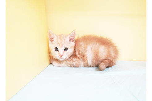 成約済の東京都のアメリカンショートヘア-12980の2枚目