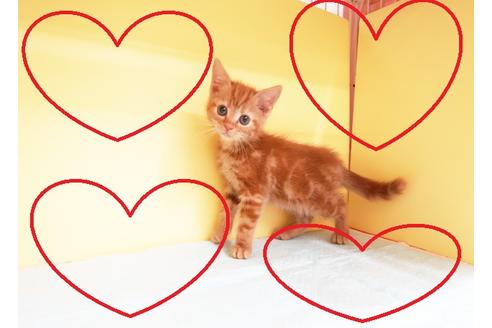 成約済の東京都のアメリカンショートヘア-12981の1枚目