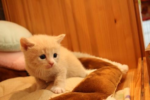 成約済の大阪府のマンチカン-12985の4枚目