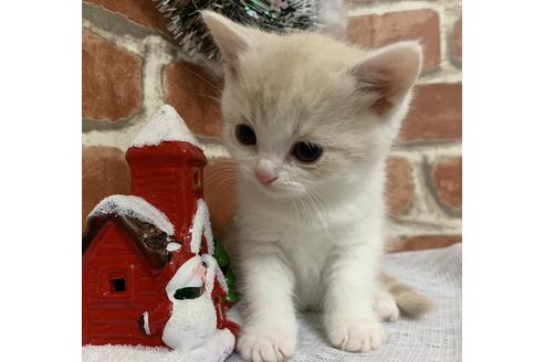 成約済の埼玉県のスコティッシュフォールド-12818の2枚目