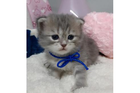 成約済の埼玉県のサイベリアン-13004