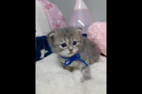 成約済の埼玉県のサイベリアン-13004の3枚目