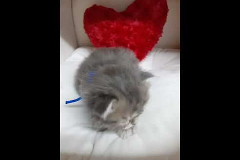 成約済の埼玉県のサイベリアン-13004の2枚目