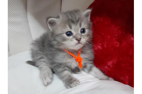 成約済の埼玉県のサイベリアン-13005の1枚目