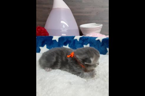 成約済の埼玉県のサイベリアン-13005の2枚目