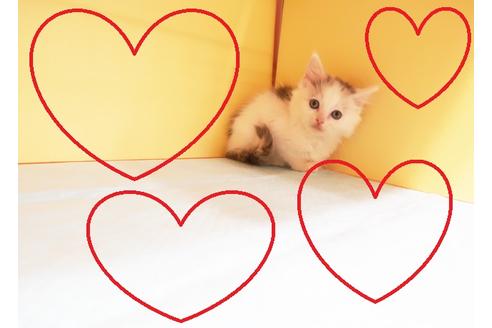 成約済の東京都のスコティッシュフォールド-13030の1枚目