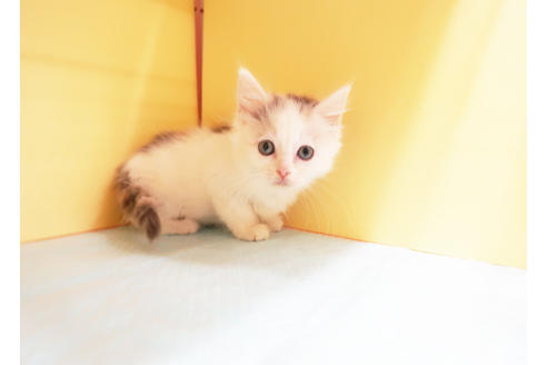 成約済の東京都のスコティッシュフォールド-13030の2枚目