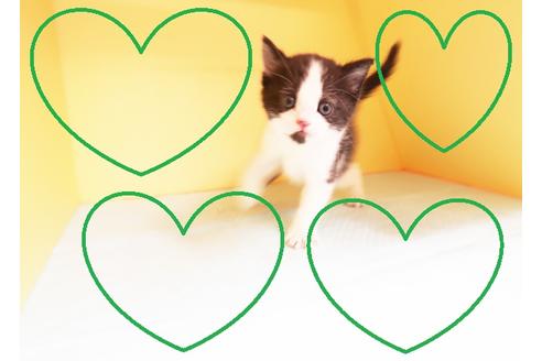 成約済の東京都のミヌエット-13031の1枚目