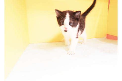 成約済の東京都のミヌエット-13031の2枚目