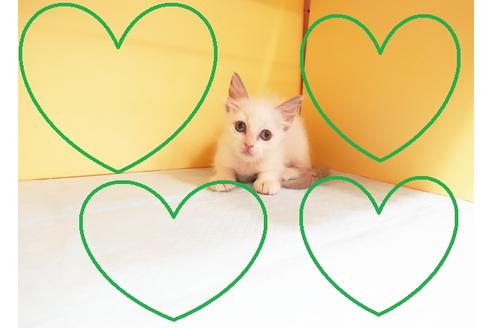 成約済の東京都のラグドール-13032の1枚目