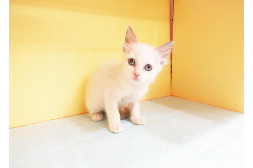 成約済の東京都のラグドール-13032の2枚目