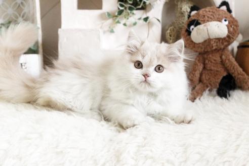 成約済の佐賀県のスコティッシュフォールド-13033の1枚目