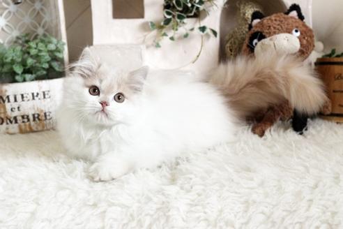 成約済の佐賀県のスコティッシュフォールド-13033の5枚目