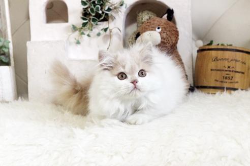 成約済の佐賀県のスコティッシュフォールド-13033の4枚目