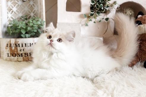 成約済の佐賀県のスコティッシュフォールド-13033の3枚目