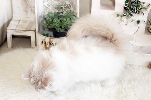 成約済の佐賀県のスコティッシュフォールド-13033の2枚目