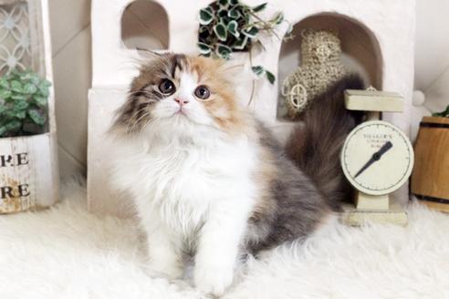 成約済の佐賀県のスコティッシュフォールド-12733の1枚目