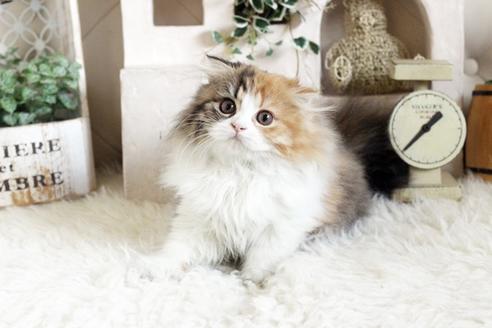 成約済の佐賀県のスコティッシュフォールド-12733の5枚目