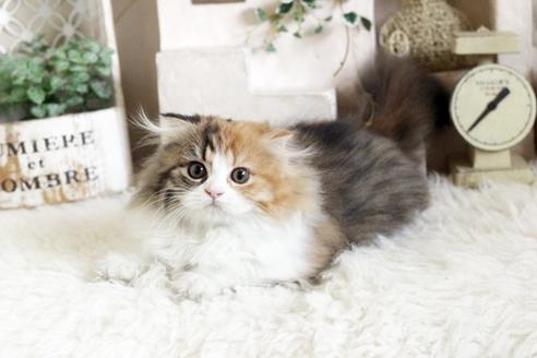 成約済の佐賀県のスコティッシュフォールド-12733の4枚目