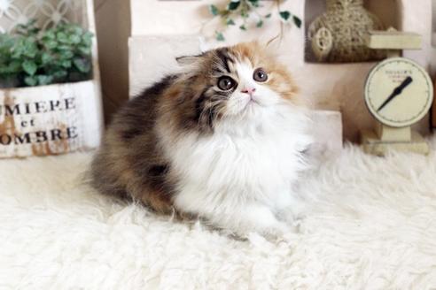 成約済の佐賀県のスコティッシュフォールド-12733の3枚目