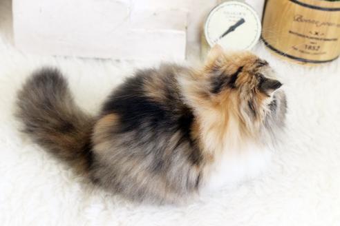 成約済の佐賀県のスコティッシュフォールド-12733の2枚目