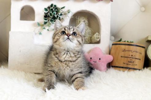 成約済の佐賀県のスコティッシュフォールド-12734の1枚目