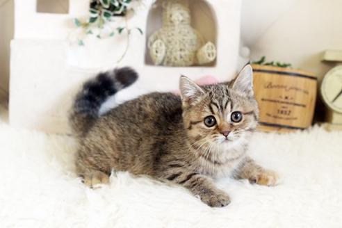 成約済の佐賀県のスコティッシュフォールド-12734の4枚目