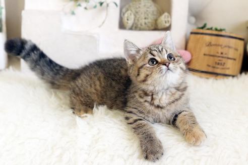 成約済の佐賀県のスコティッシュフォールド-12734の3枚目