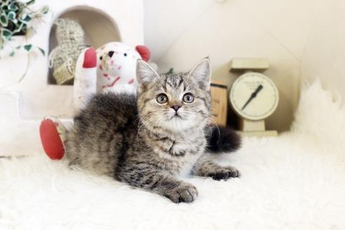 成約済の佐賀県のスコティッシュフォールド-12735