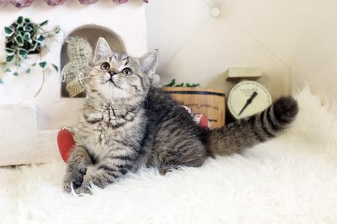 成約済の佐賀県のスコティッシュフォールド-12735の5枚目