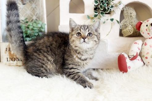 成約済の佐賀県のスコティッシュフォールド-12735の3枚目