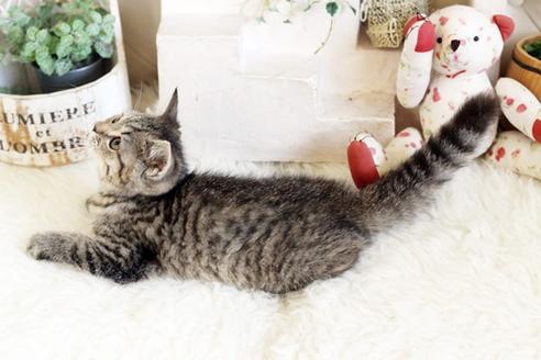 成約済の佐賀県のスコティッシュフォールド-12735の2枚目