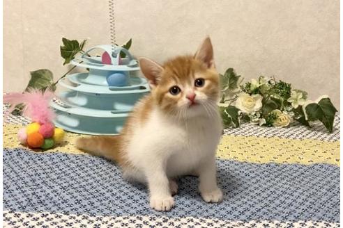 成約済の大阪府のスコティッシュフォールド-13055の3枚目