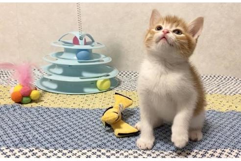 成約済の大阪府のスコティッシュフォールド-13055の2枚目