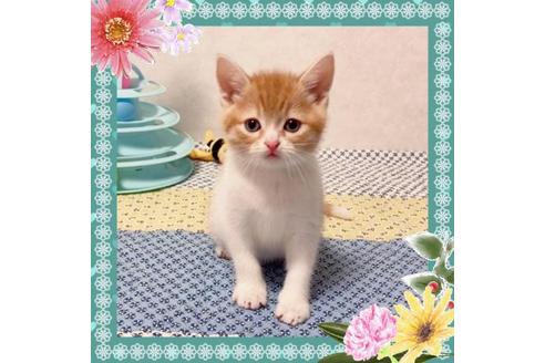 成約済の大阪府のスコティッシュフォールド-13055の1枚目